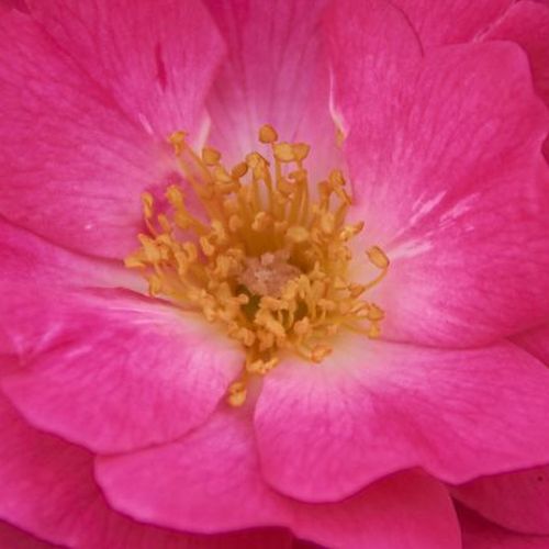 Růže eshop - Růžová - Floribunda - bez vůni - Rosa  Anne Marie Trechslin - W. Kordes’ Söhne® - ,-